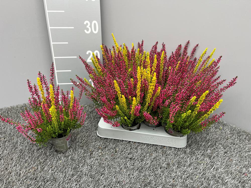 Calluna Trio mini
