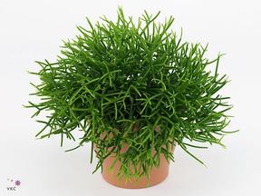 Rhipsalis Easy mix