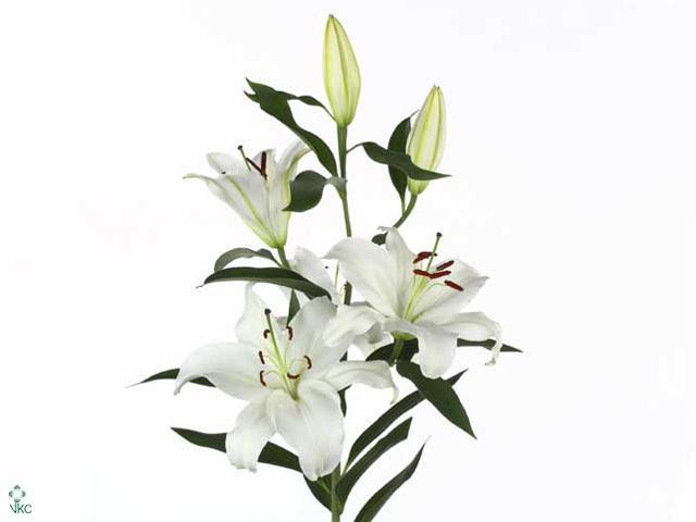 Lilium or santander