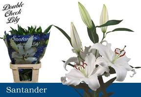 Lilium or santander
