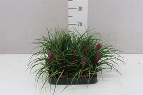 Tillandsia cyanea mini