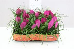 Tillandsia cyanea mini