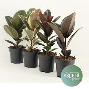 Ficus elastica mix
