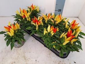 Capsicum Joker