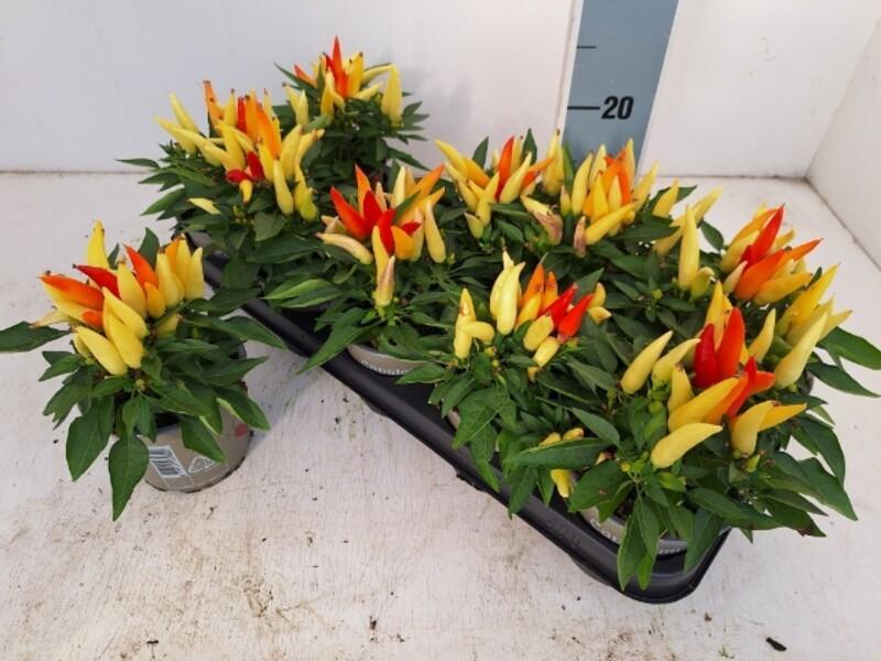 Capsicum Joker