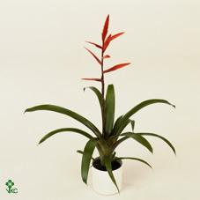 Vriesea Elan