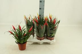 Vriesea Elan