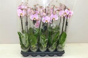 Phalaenopsis Magic Art 2tak