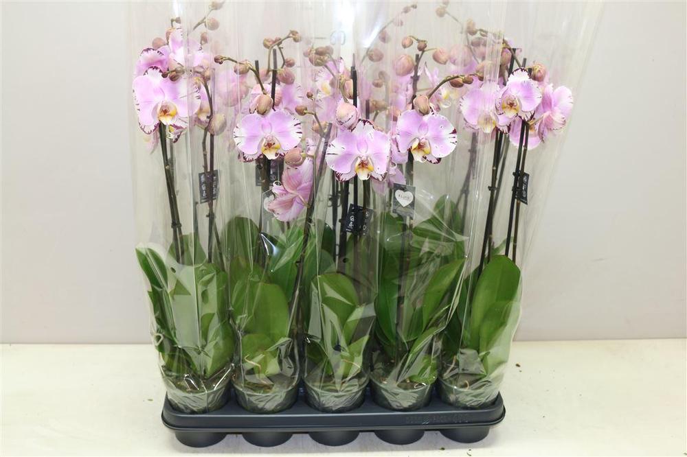 Phalaenopsis Magic Art 2tak