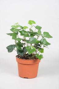 Hedera hibernica