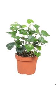 Hedera hibernica
