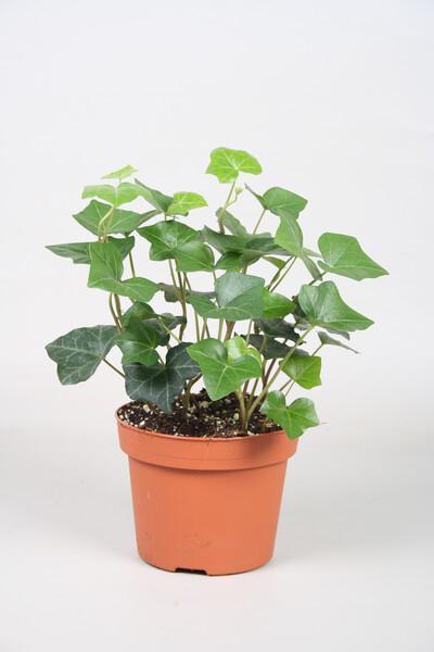 Hedera hibernica