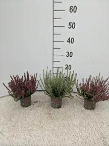 Calluna Garden Girl mix