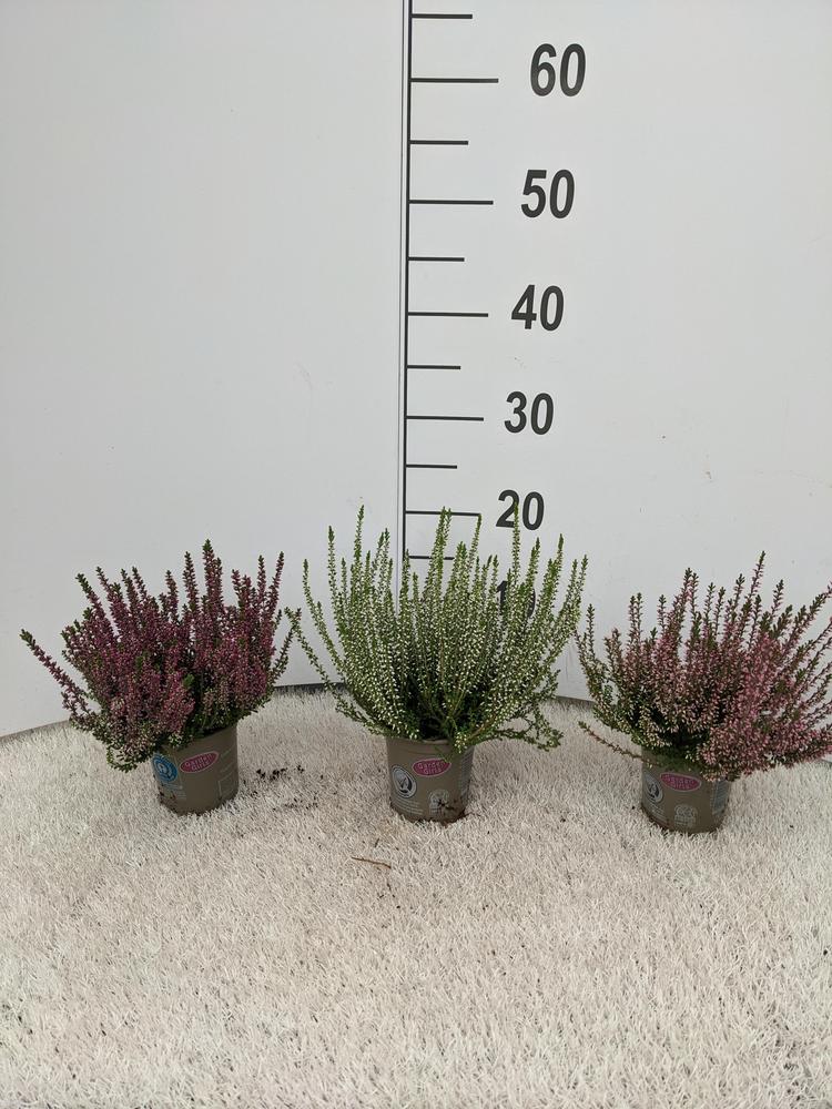 Calluna Garden Girl mix