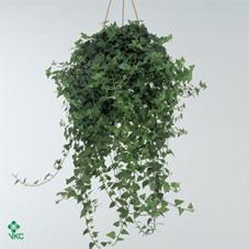 Hedera Shamrock závěs