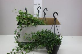 Hedera Shamrock závěs