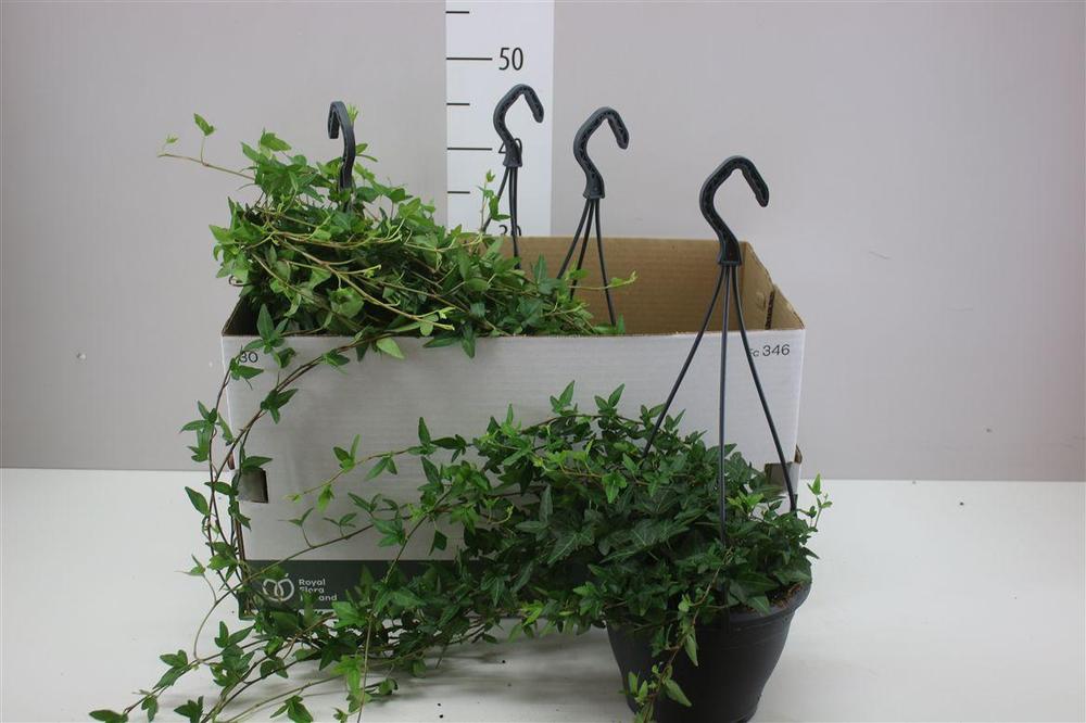 Hedera Shamrock závěs