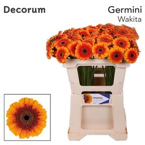 Germini plastic wakita