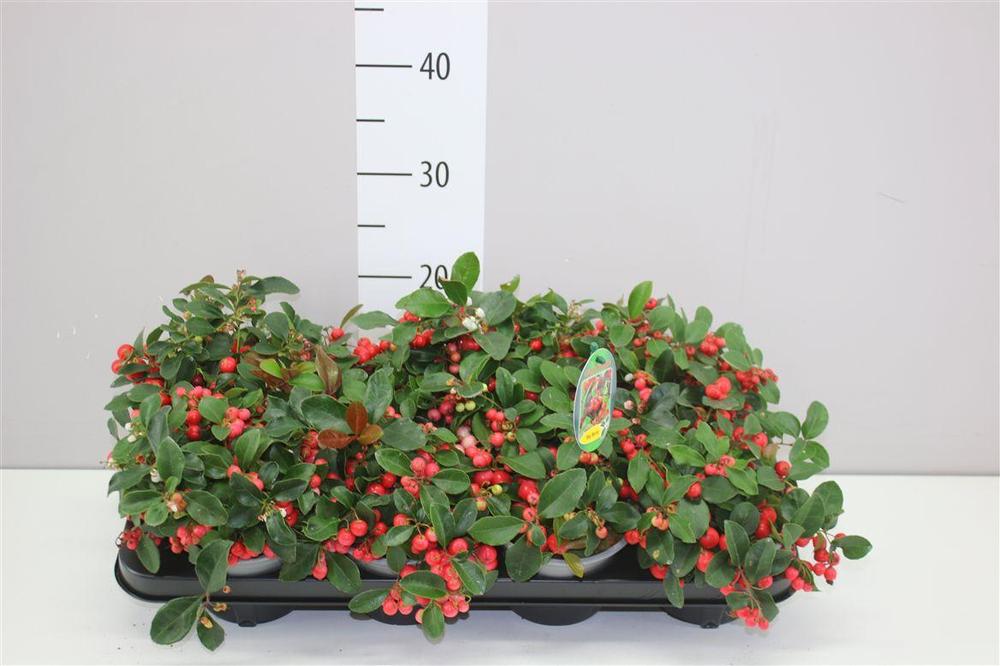 Gaultheria procumbens