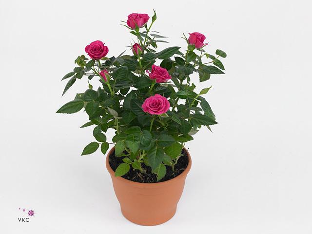 Rosa Grande Oranje