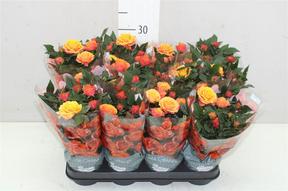 Rosa Grande Oranje
