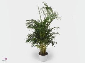 Chrysalidocarpus lutesc.