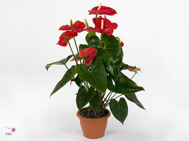 Anthurium Madural red 6+