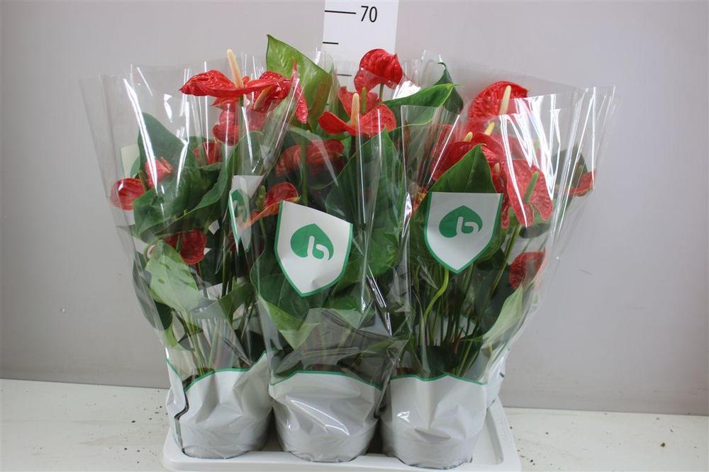 Anthurium Madural red 6+
