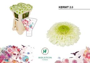 Germini plastic pomponi kermit2.0