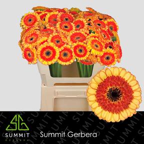 Germini plastic decora