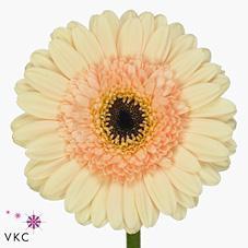 Germini plastic cafe