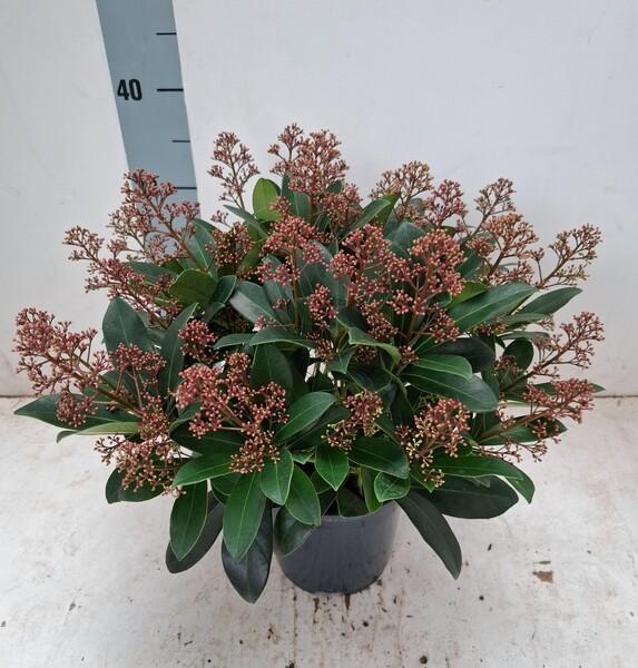 Skimmia japonica Rubella 50+