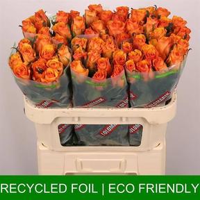 Rosa gr tycoon