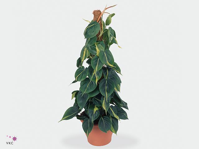 Philodendron scandens Brasil