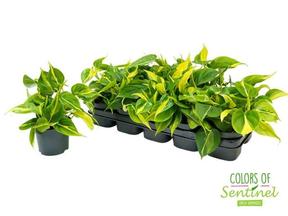 Philodendron scandens Brasil