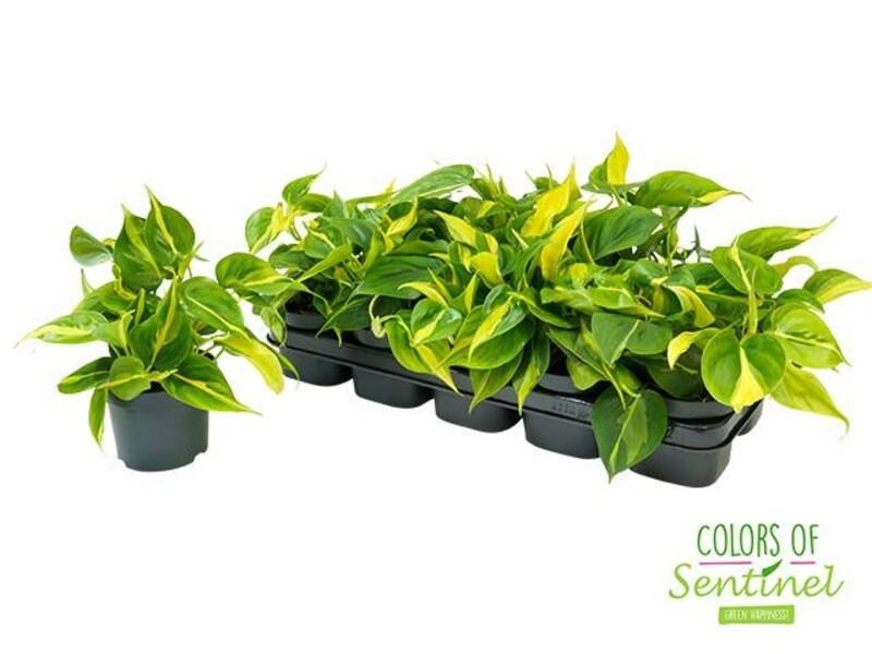 Philodendron scandens Brasil