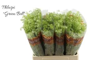 Thlaspi green bell