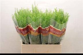 Thlaspi green bell