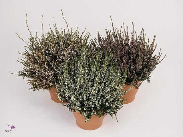 Calluna Skyline mix