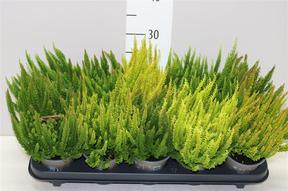 Calluna Skyline mix