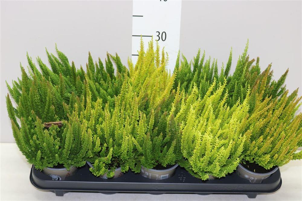 Calluna Skyline mix