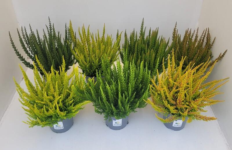 Calluna Skyline mix