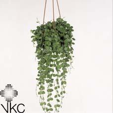 Dischidia ruscifolia Variegata závěs