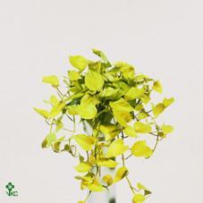 Epipremnum Neon - závěs