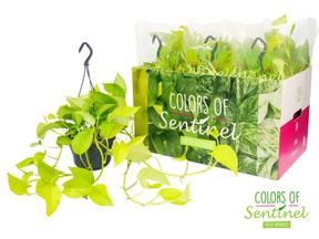 Epipremnum Neon - závěs