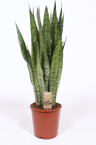 Sansevieria Zeylanica