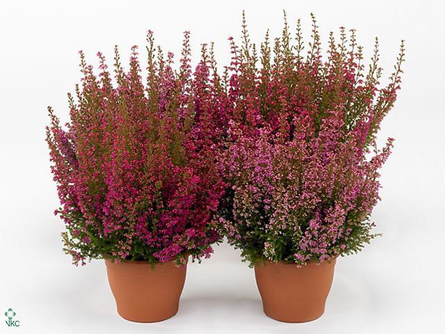 Erica gracilis Beauty Lady pink