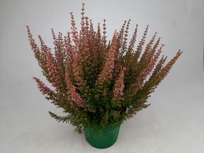 Erica gracilis Beauty Lady pink