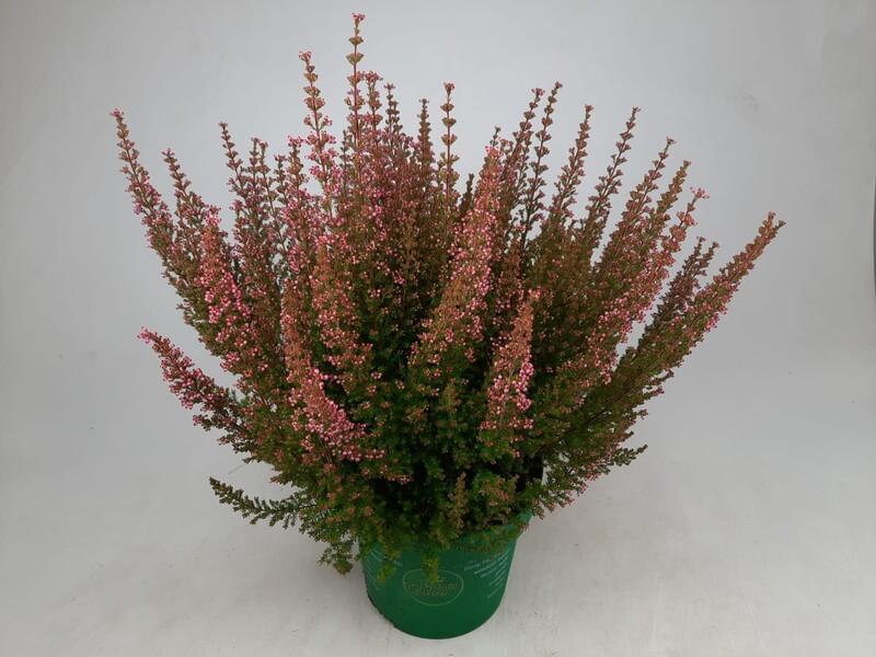 Erica gracilis Beauty Lady pink