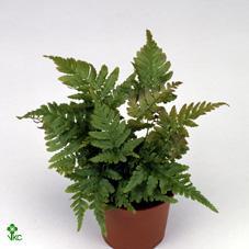 Dryopteris
